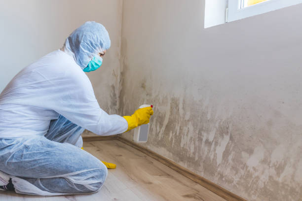 Licensed Basement Mold Remediation service in Hamshire, TX - 24 Hour Mold Removal