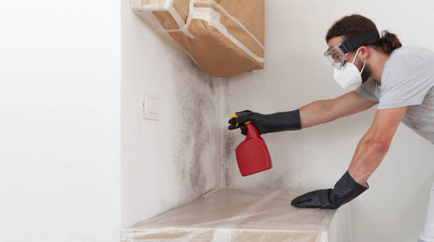 Professional Basement Mold Remediation technician working in Hamshire, TX