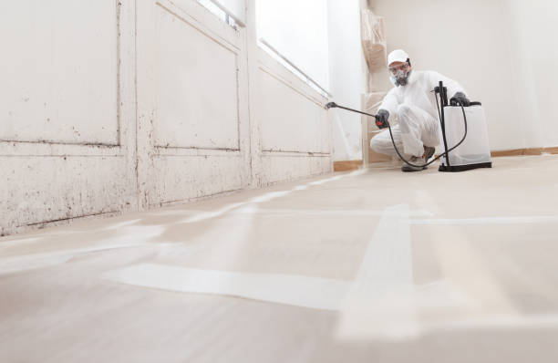 24/7 Emergency Basement Mold Remediation experts in Hamshire, TX