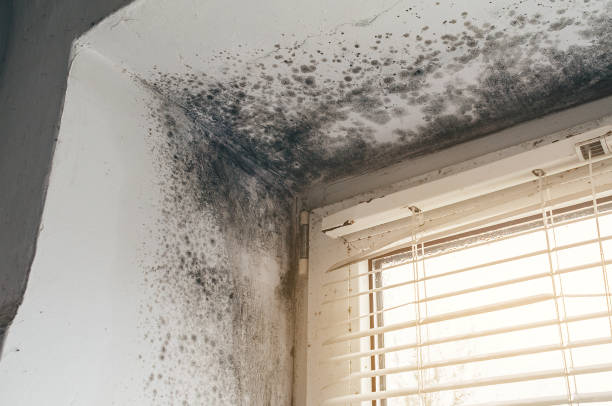 Affordable Basement Mold Remediation solutions in Hamshire, TX